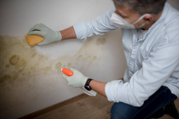 Environmental Consulting for Mold Prevention in Maynardville, TN